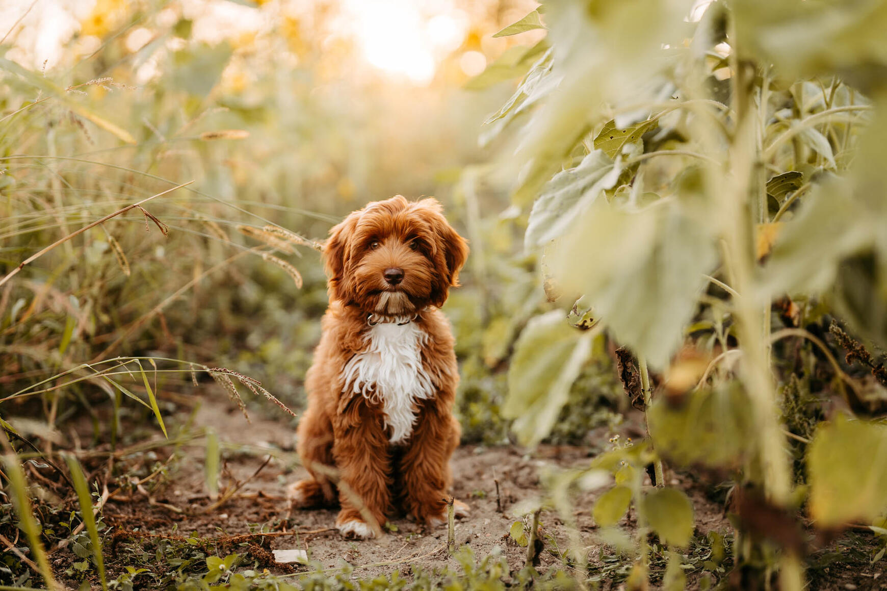 Australian Labradoodle Welpe in Bayern