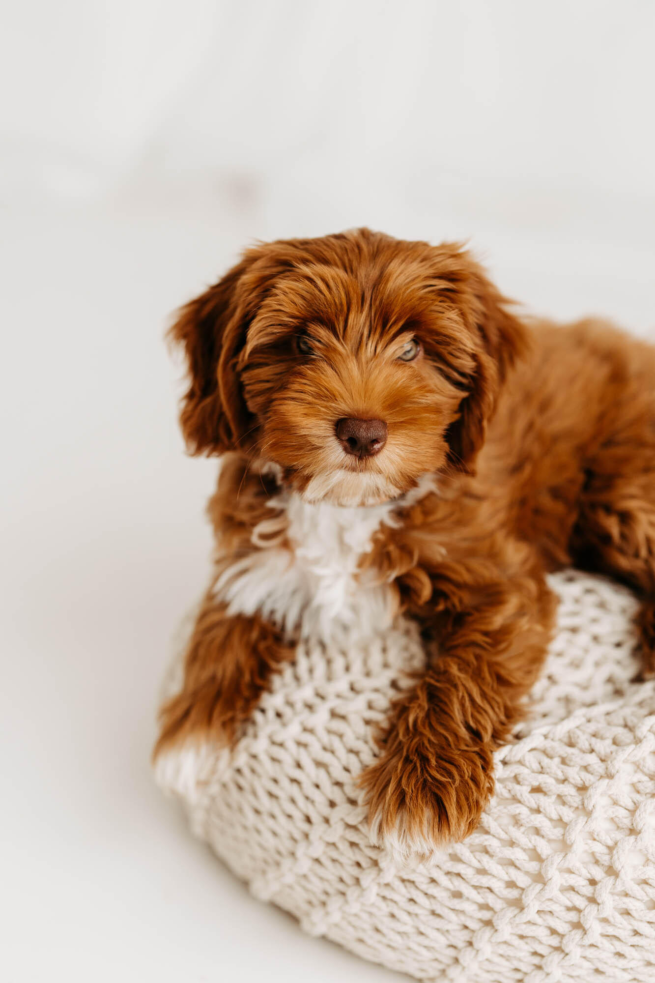 Australian Labradoodle Hündin Australian Labradoodle Hündin aus unserer Zucht in Bayern