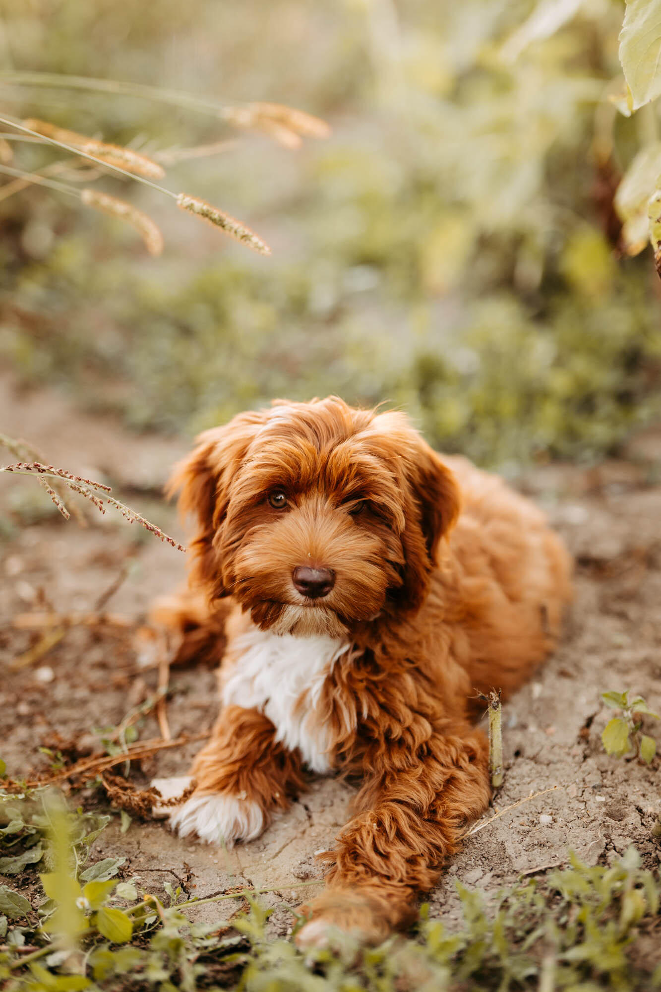 Australian Labradoodle Australian Labradoodle Welpe in liebevoller Familienaufzucht