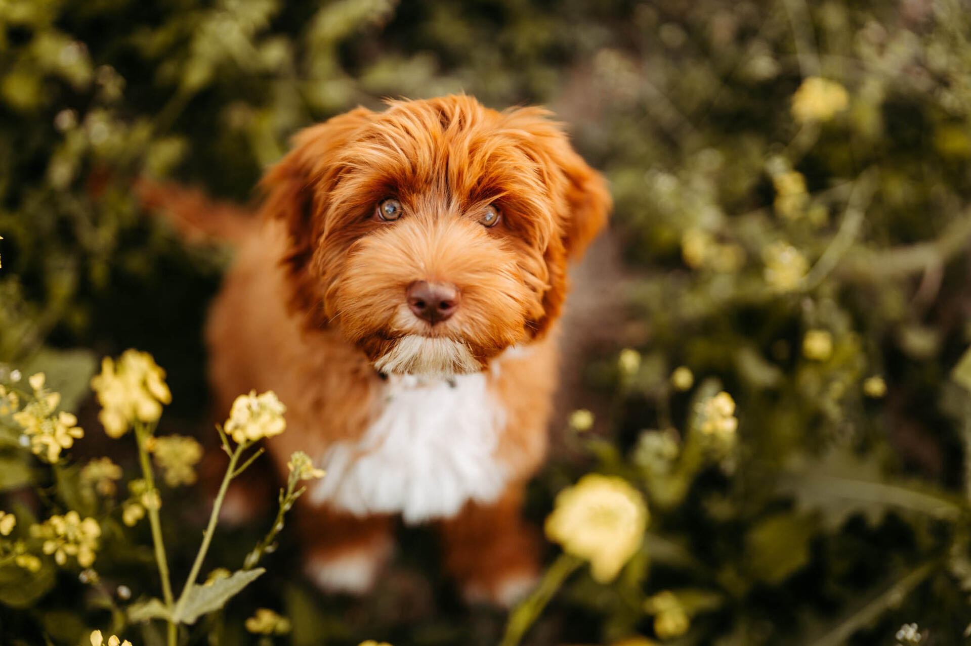 Australian Labradoodle Welpe Australian Labradoodle Welpe in unserer Familienaufzucht nahe Ingolstadt